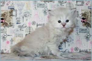 Female Siberian Kitten from Deedlebug Siberians